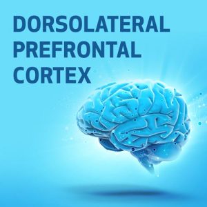 Córtex Pré-Frontal Dorsolateral