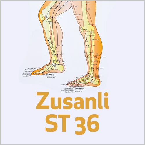 Zusanli – E36