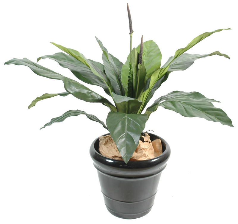 Anthurium JK