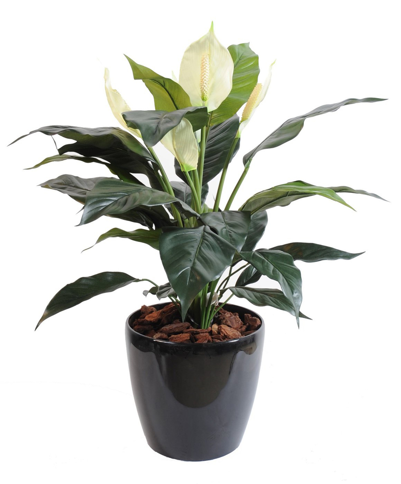 Stathiphyllum