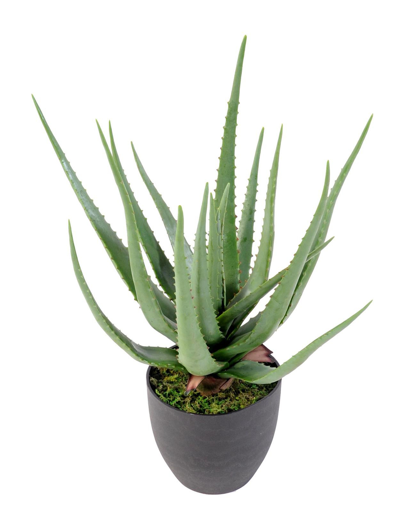 Cacto Aloe