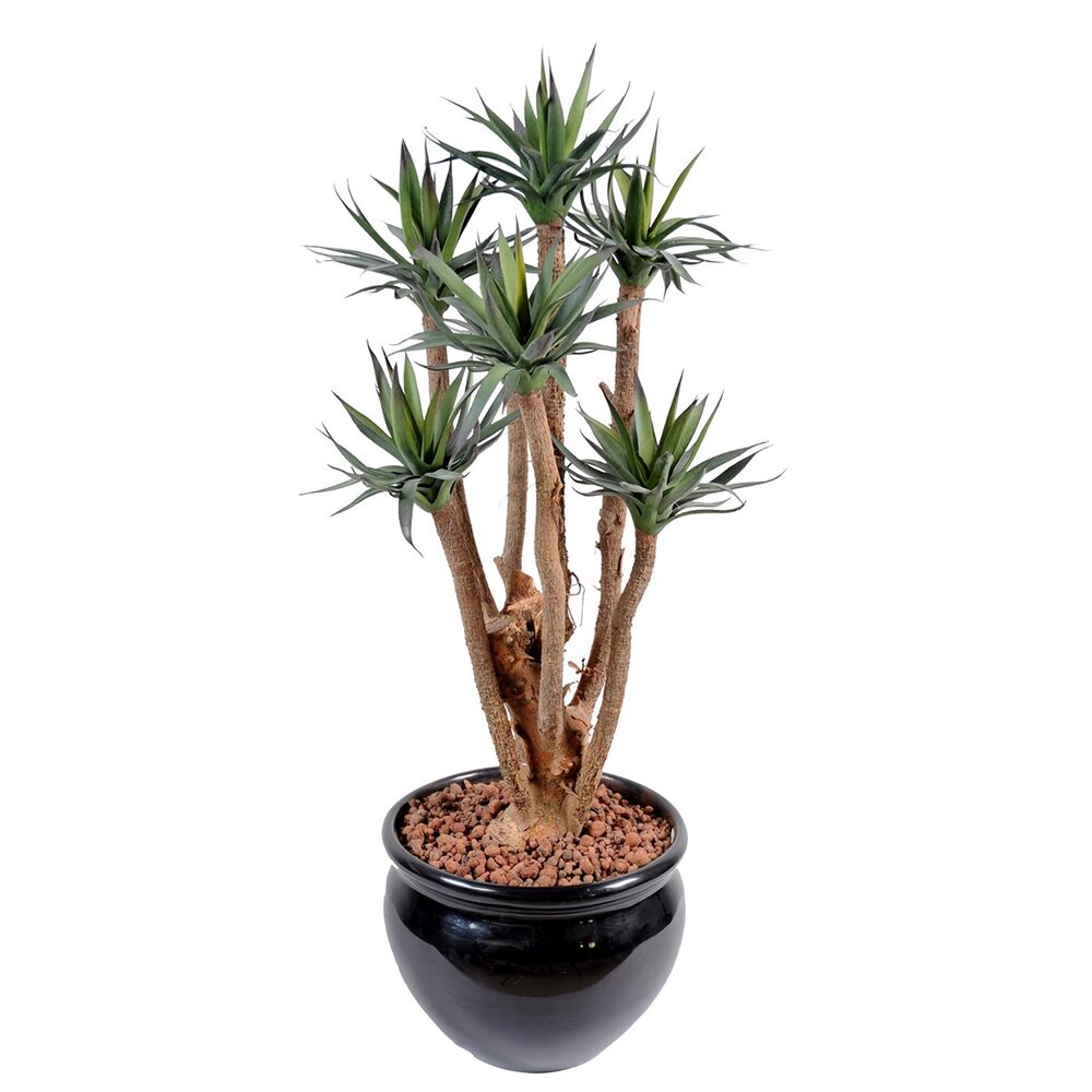 Planta Agave