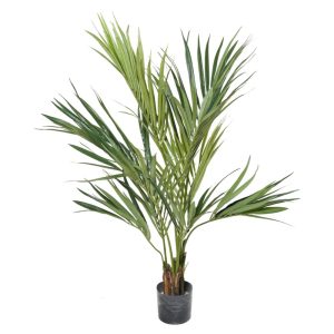 Palmeira Kentia
