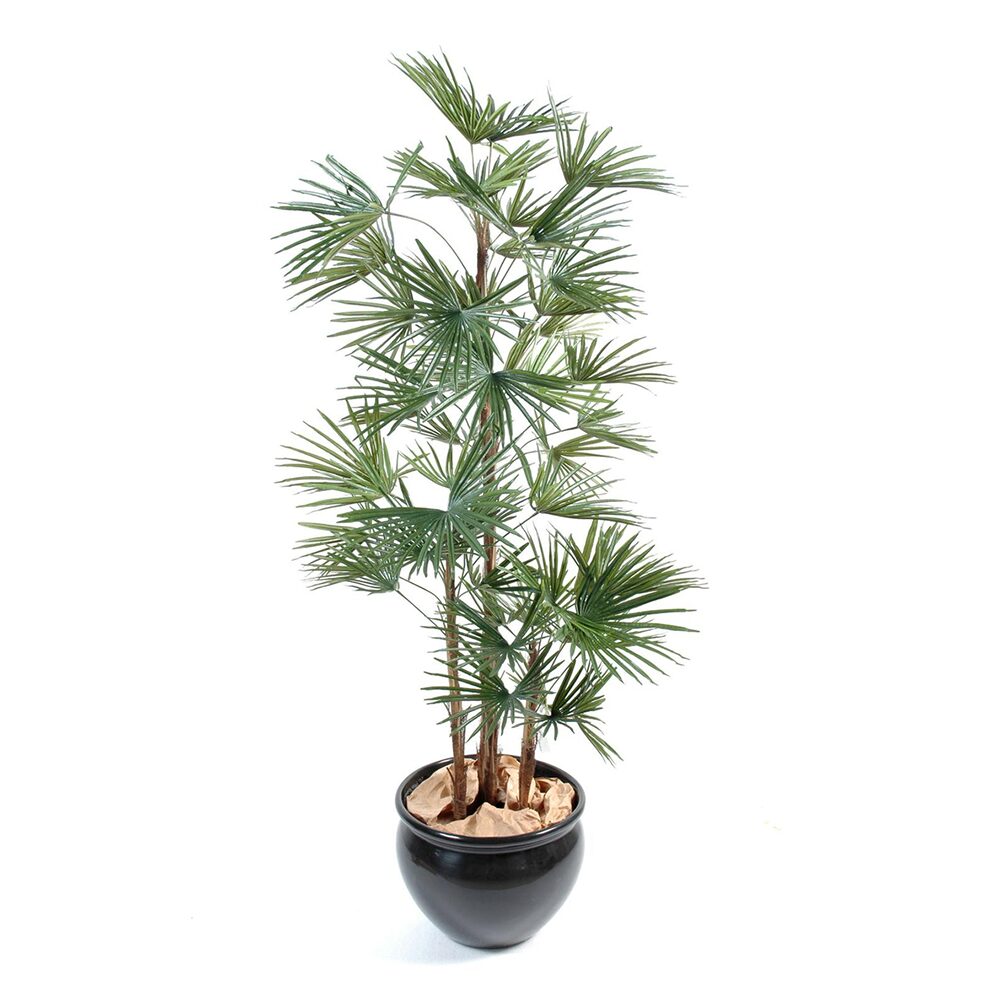 Livistonia
