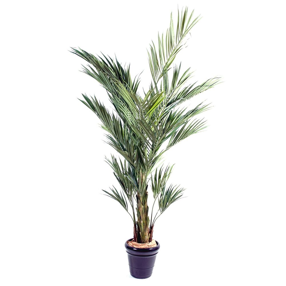 Palmeira Kentia
