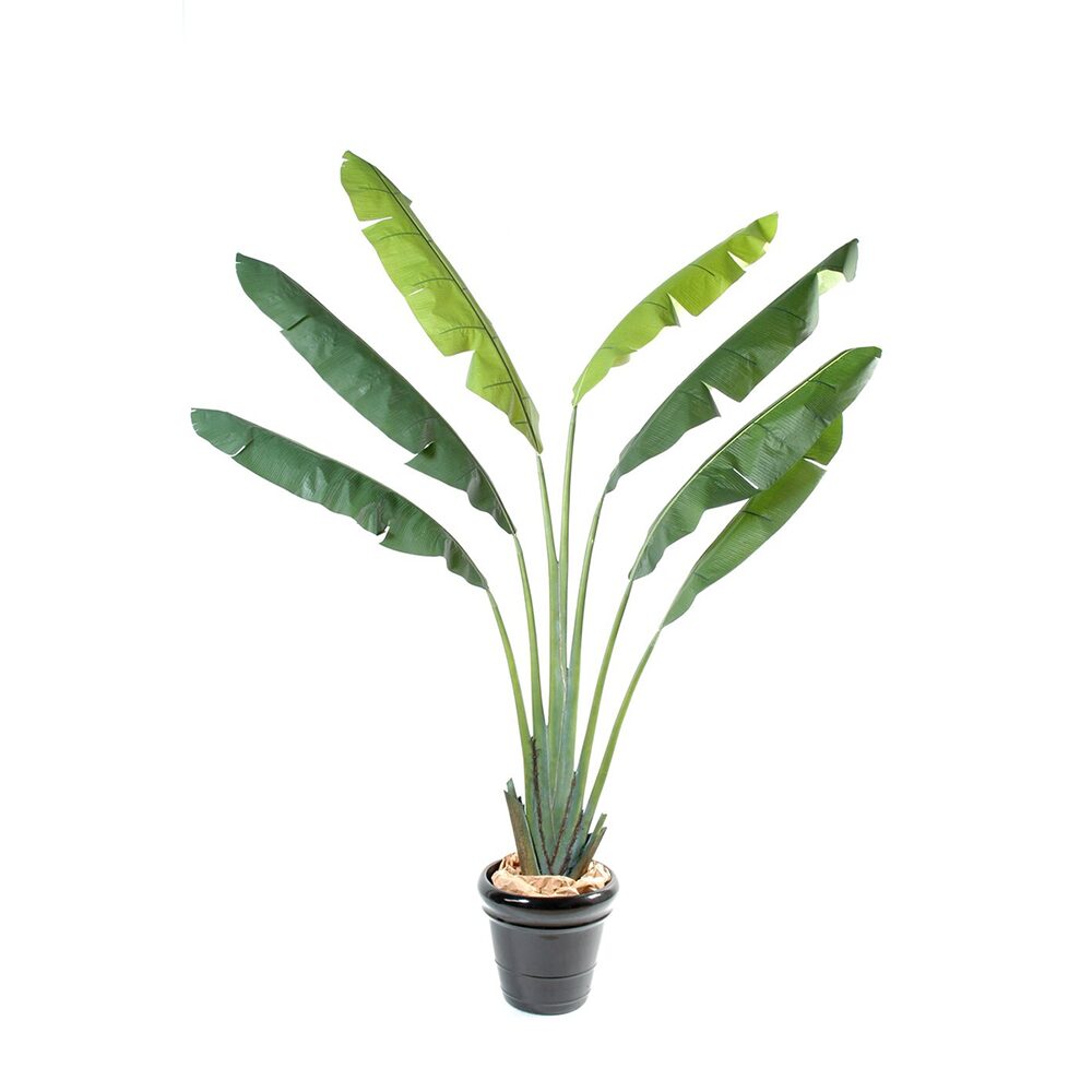 Palmeira Viajante