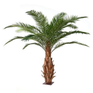Palmeira Canaria