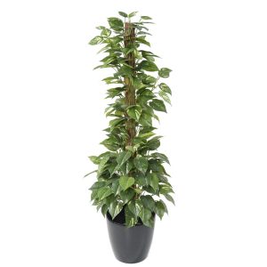 Planta Pothos Tutuer