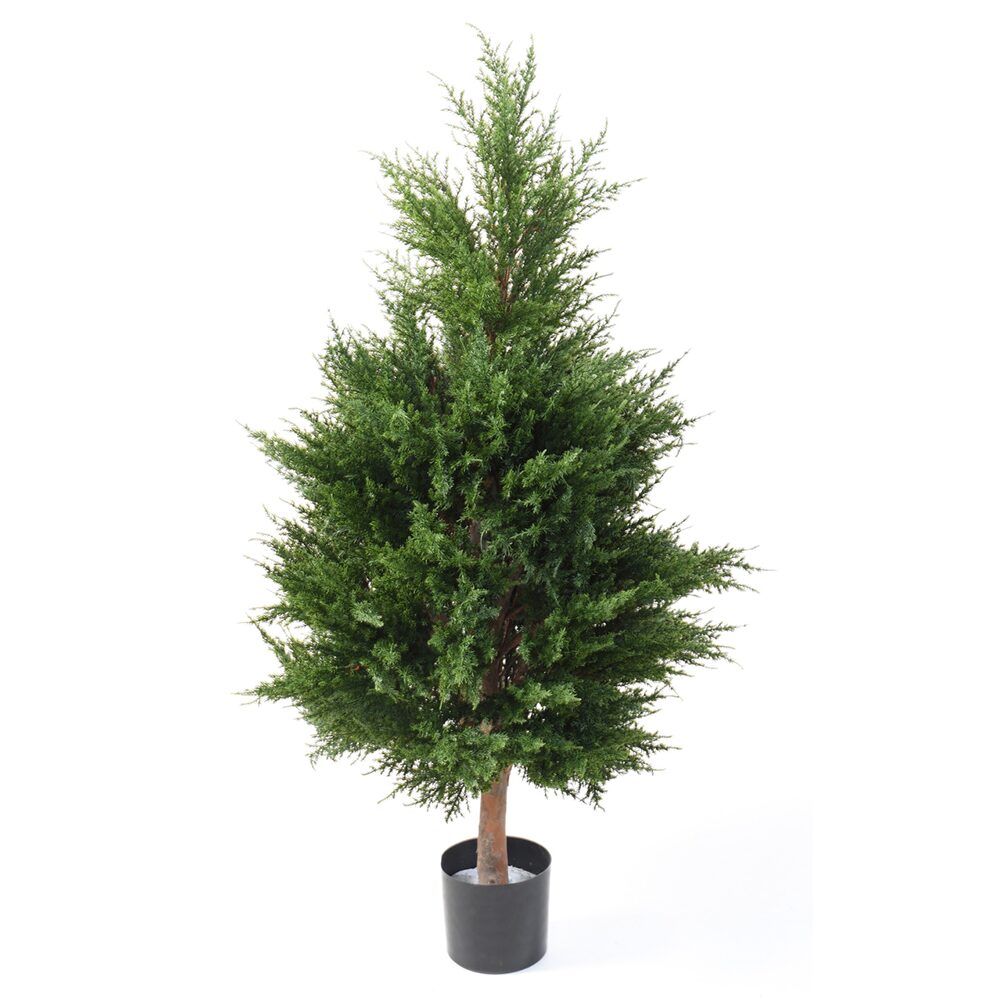 Cipreste Juniperus
