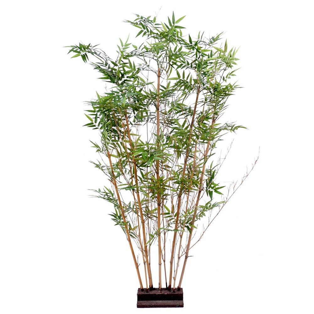 Bambu Oriental Haie