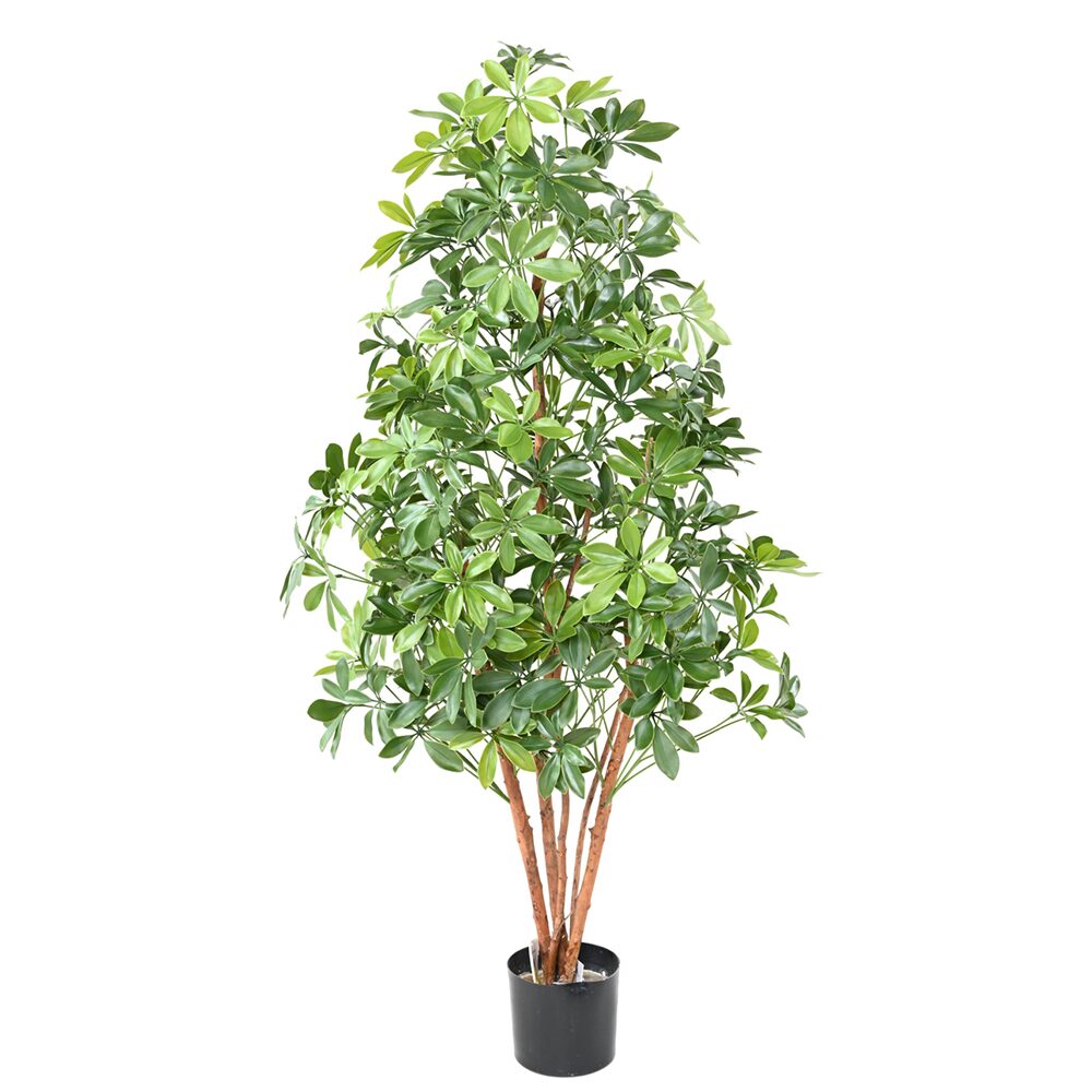 Choisya Plast UV