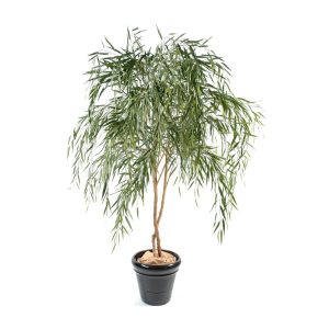 Planta Saule