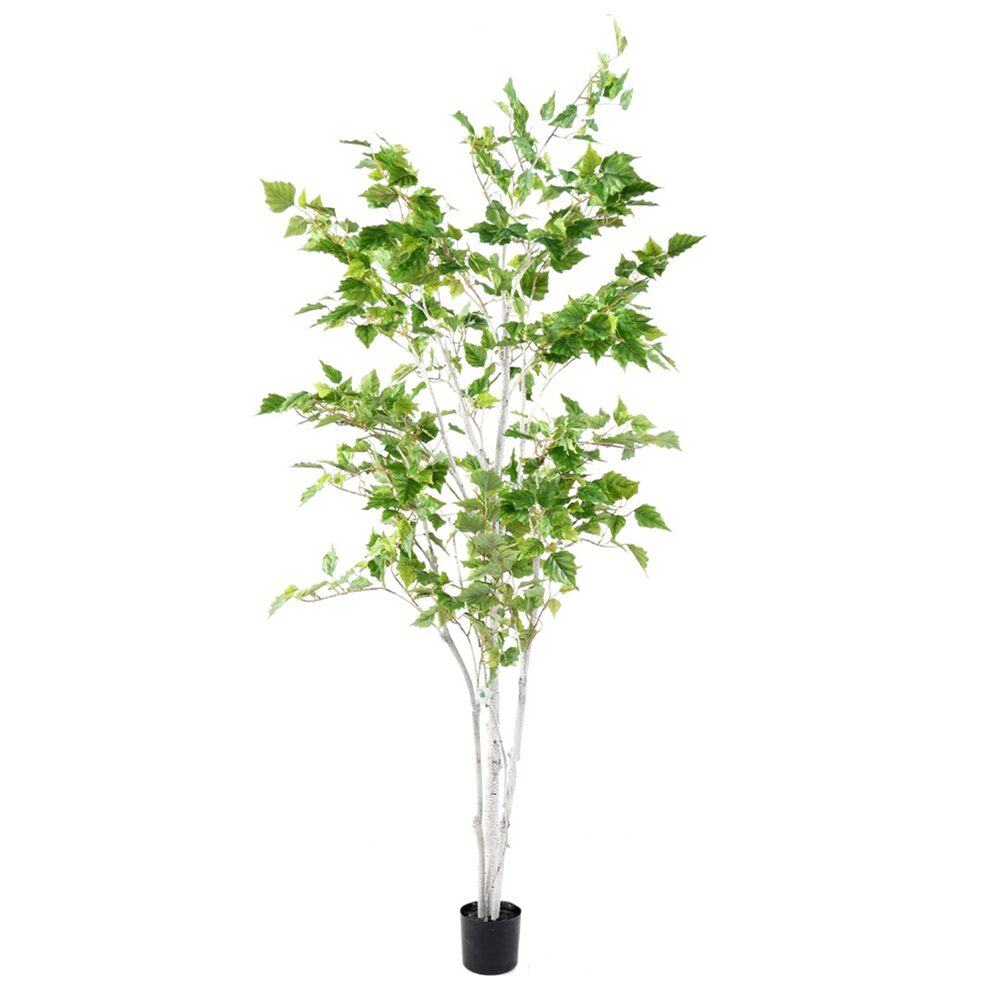 Árvore Betula