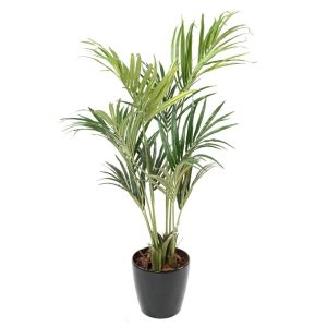 Palmeira Kentia Eco
