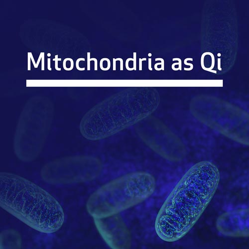 Mitocôndria